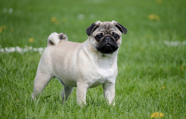 How to Safely Increase Exercise for an Overweight Pug?